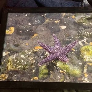 Framed jellyfish photograph